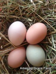 Amazing Grace Farm - eggs