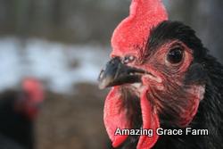 Amazing Grace Farm - Hen