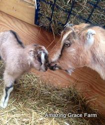 Amazing Grace Farm - LaMancha doe and kid