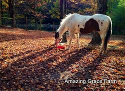 Amazing Grace Farm - Horse in the woods