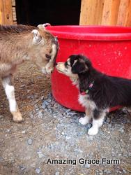 Amazing Grace Farm - Goat kid and puppy